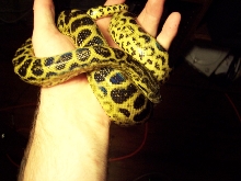 1.0 yellow hades