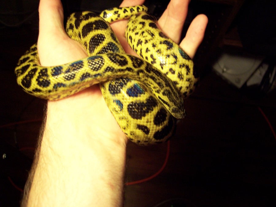 1.0 yellow hades