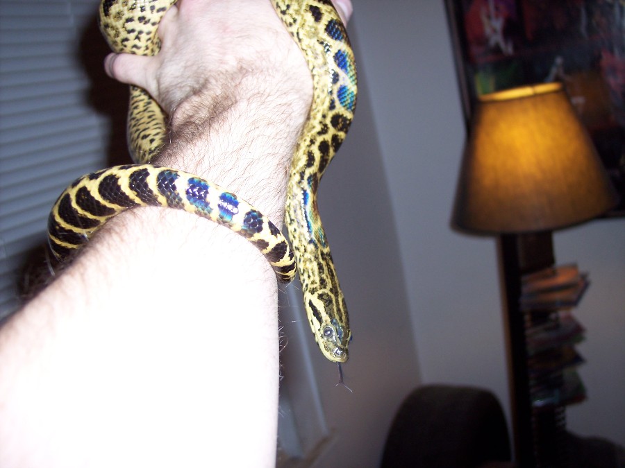 Hades, Yellow anaconda
