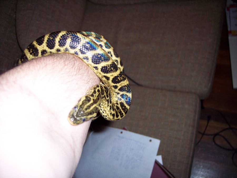 Hades pic 2