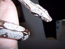 suriname red tail