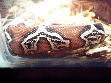 suriname red tail