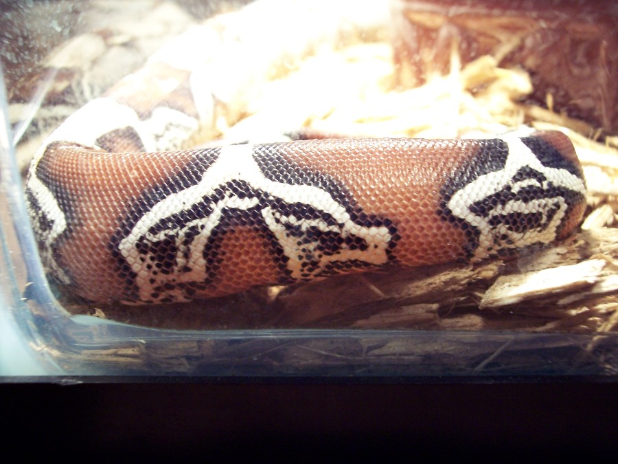 suriname red tail