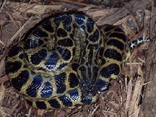 yellow anaconda