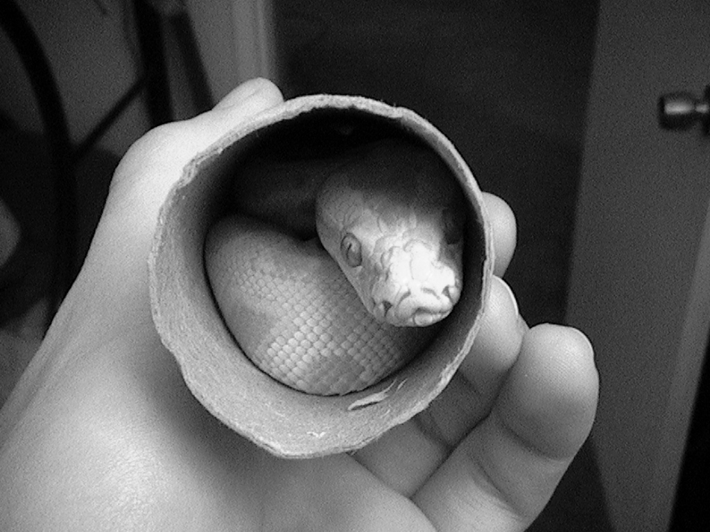 burm in a tube