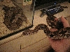 my boas