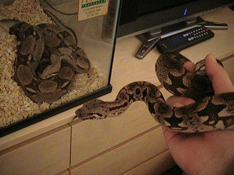 my boas