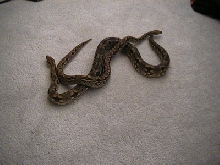 female dumerals