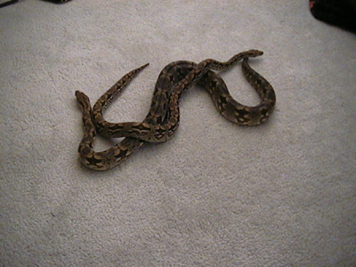 female dumerals