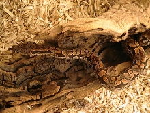 male dumerals