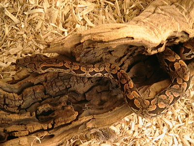 male dumerals