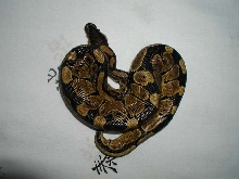 My normall BP