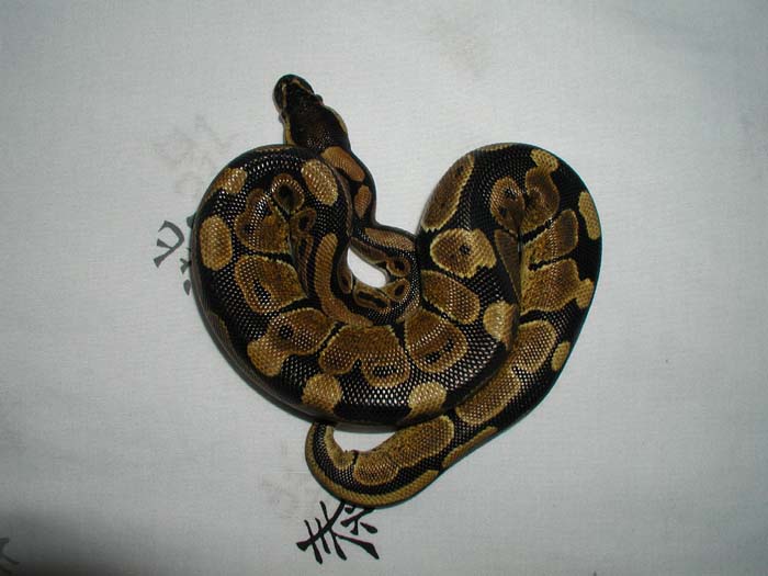 My normall BP