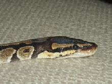 Eve