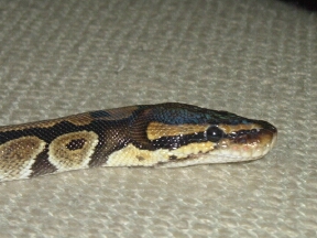 Eve