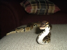 Eve#2
