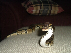 Eve#2