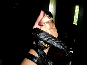 black rat2