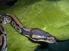 Eve