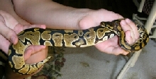 Eve- 4 month old Ball Python (A momma's pride & Joy)