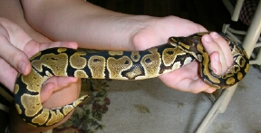 Eve- 4 month old Ball Python (A momma's pride & Joy)