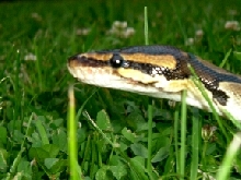 Eve outside