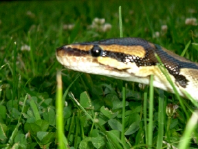Eve outside
