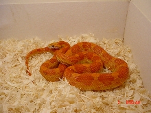 What morph is this?