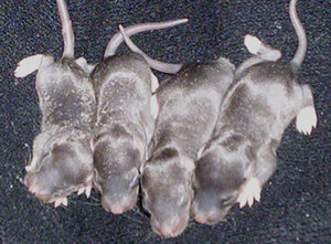 4 Mismarked Black Irish