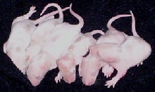 6 tan hoodeds
