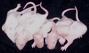 6 tan hoodeds