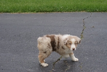 male pup1