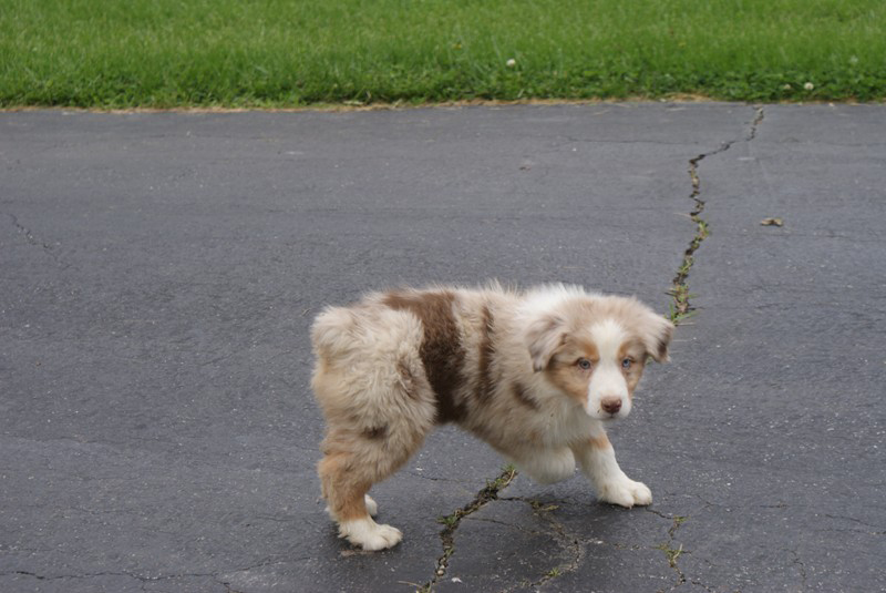 male pup1