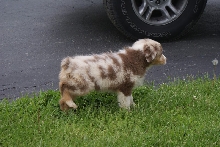 male pup2