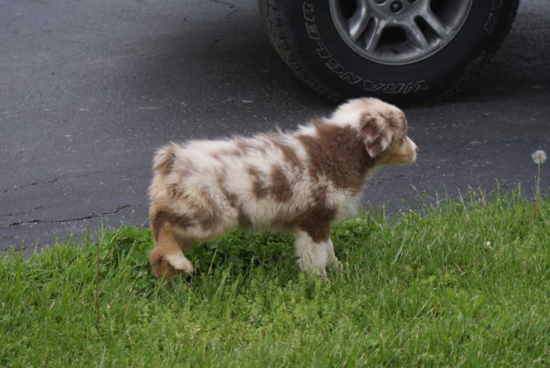 male pup2