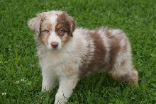 female pup