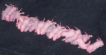 18 babies!