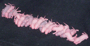 18 babies!