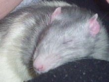 Miroku Sleeping