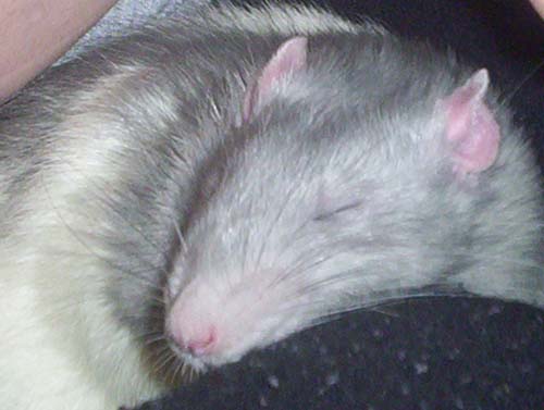 Miroku Sleeping