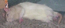 Giving Dead Sleeper a New Name...