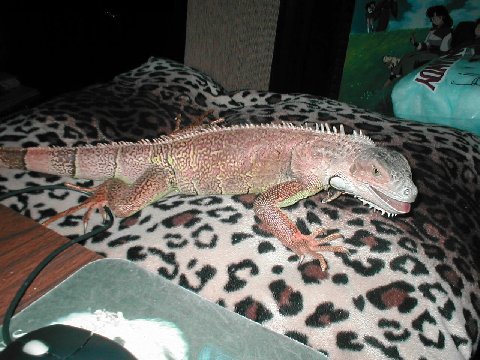 my pillow