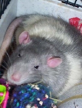 Can you stop with the pictures?  I'm trying to sleep..