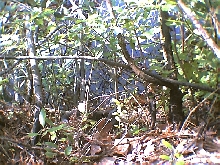 Northern Water Snake