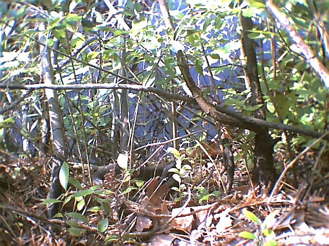 Northern Water Snake