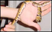 Bud the Ball Python