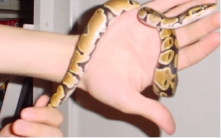 Bud the Ball Python