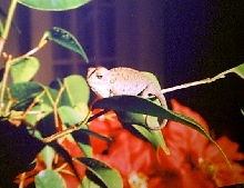 CH 2 1/2 wk old F. l. lateralis