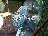 carpet chameleon