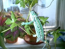 CH male carpet